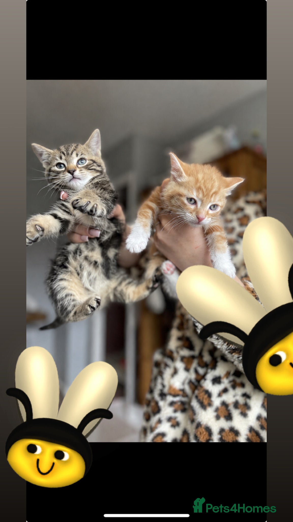 Mixed Breed cats 🐾 Beautiful Kittens Looking for Their Homes 🐾 - Advert 12