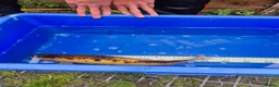 Koi Carp fish for sale: Pond clearance - Advert 12