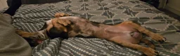 Dachshund dogs for stud: Sausage for stud! - Advert 17