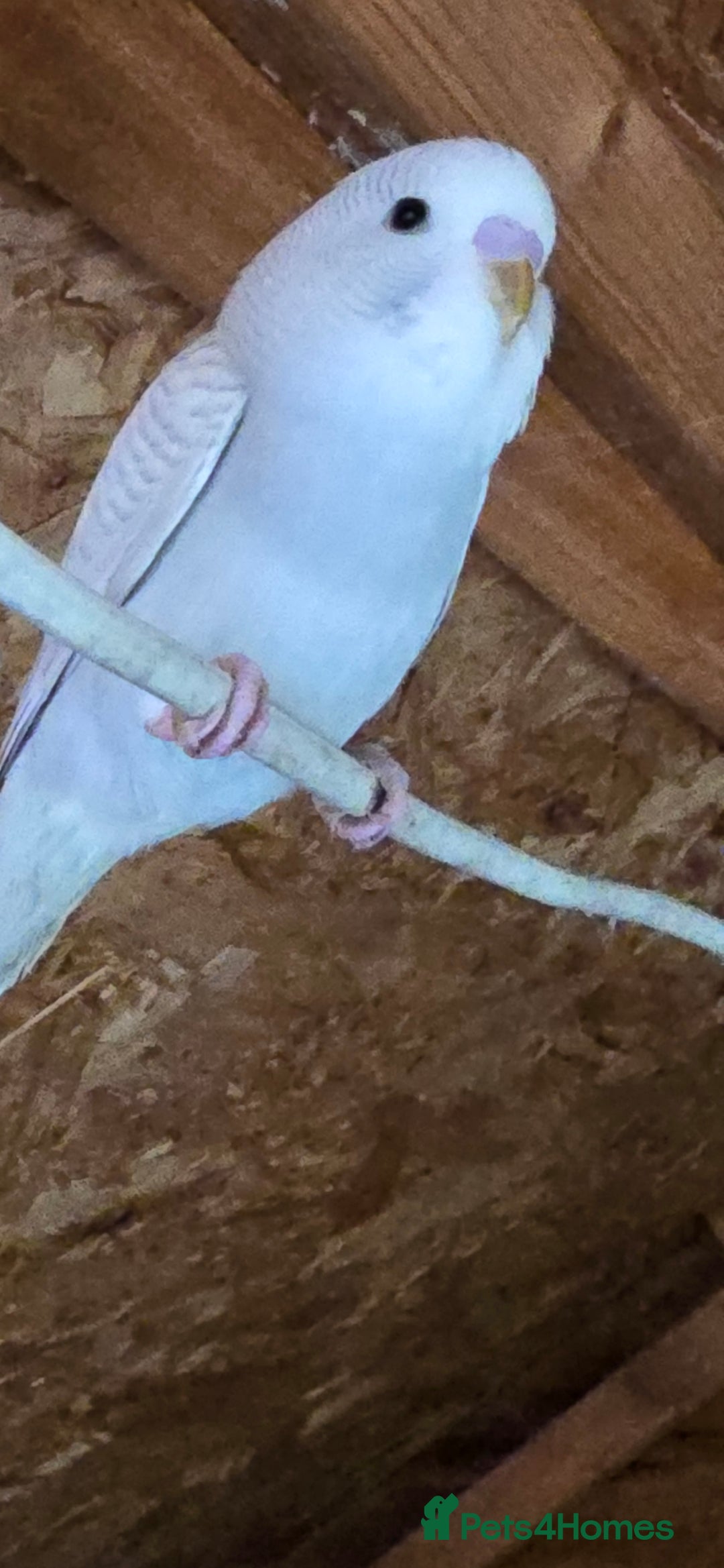 Budgerigars birds for sale: Gorgeous baby budgies - Image 18