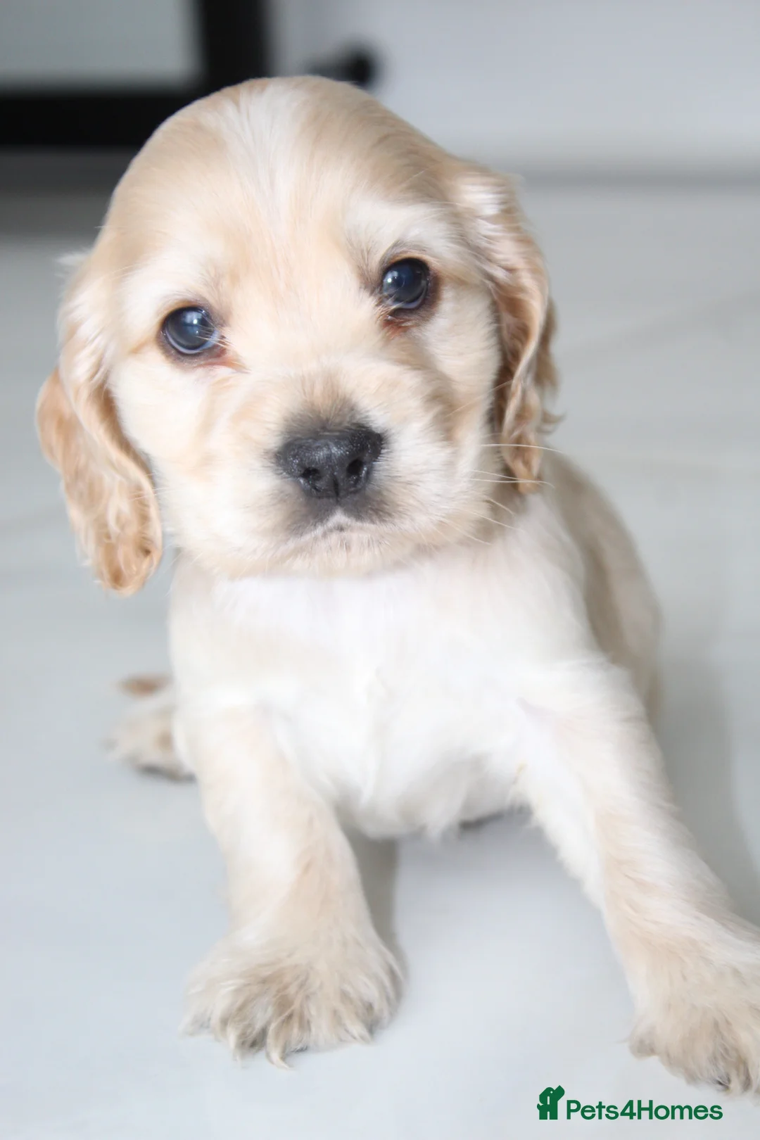Cocker Spaniel dogs for sale: Super Cute little boys ready in a few days! - Advert 9