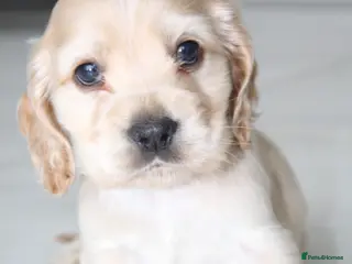 Cocker Spaniel dogs Super Cute little boys NOW READY! - Advert 11