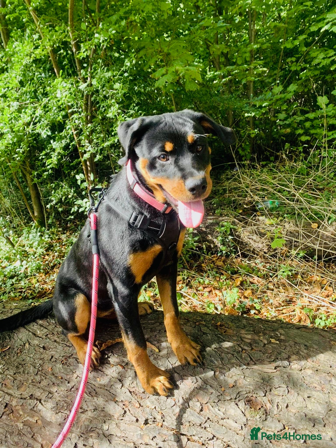 Rottweiler dogs for sale: Rottweiler female 6months - Image 6