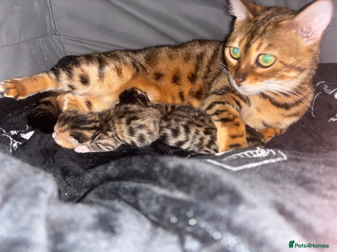 Bengal cats for sale: Kittens ready now  in Cramlington - Advert 1