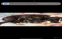 Staffordshire Bull Terrier dogs for sale: Last to males  - Image 11