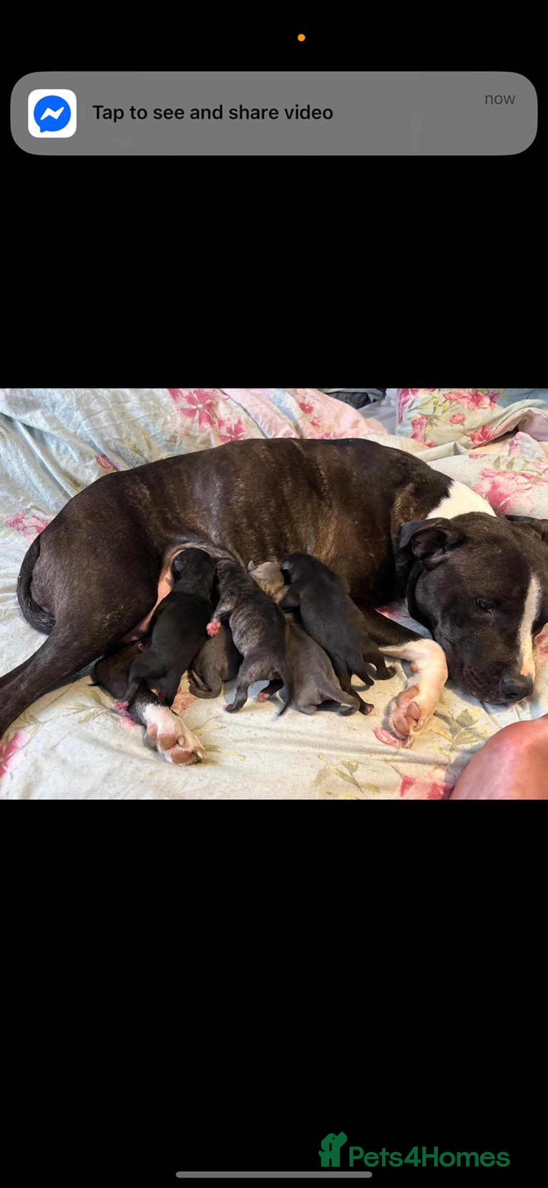 Staffordshire Bull Terrier dogs for sale: Last to males  - Image 11