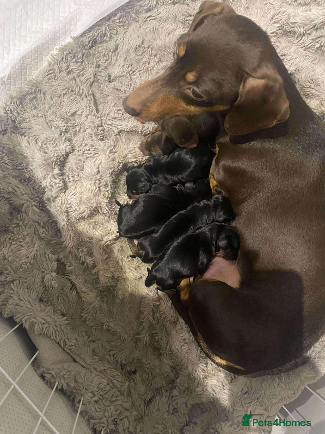 Miniature Dachshund dogs for sale: Miniature Dachshunds for sale  - Advert 5