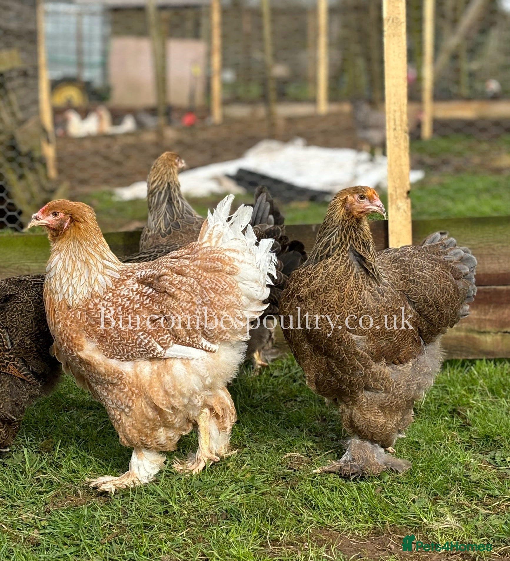 Chickens poultry Brahma for sale - Advert 12