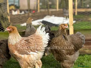 Chickens poultry Brahma for sale - Advert 2