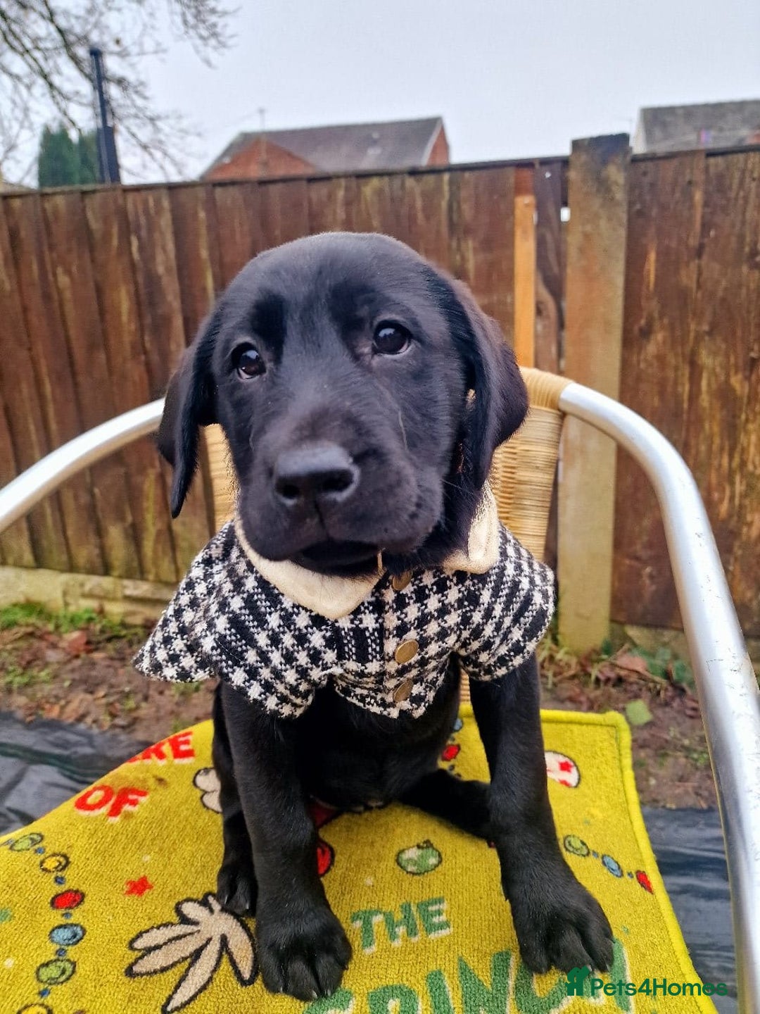 Labrador Retriever dogs for sale: Labrador puppies - Advert 11