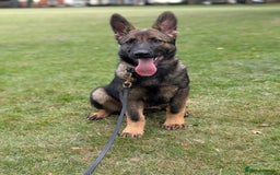 German Shepherd dogs for sale: German Shepherd puppies  in Scunthorpe - Image 7