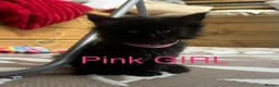 Mixed Breed cats for sale: Mixed Maine coons  - Advert 18