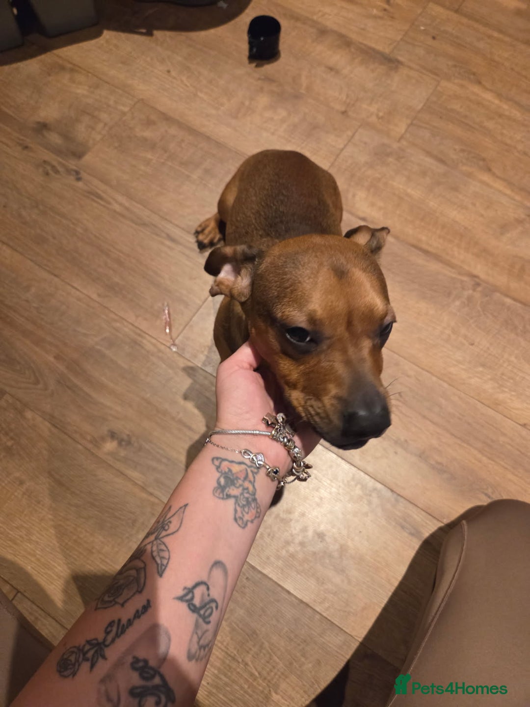 Mixed Breed dogs for sale: Charlie  - Image 8
