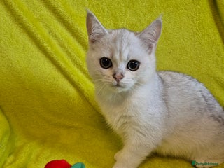 British Shorthair cats 2 lovely boys left British silver shorthair - Advert 16