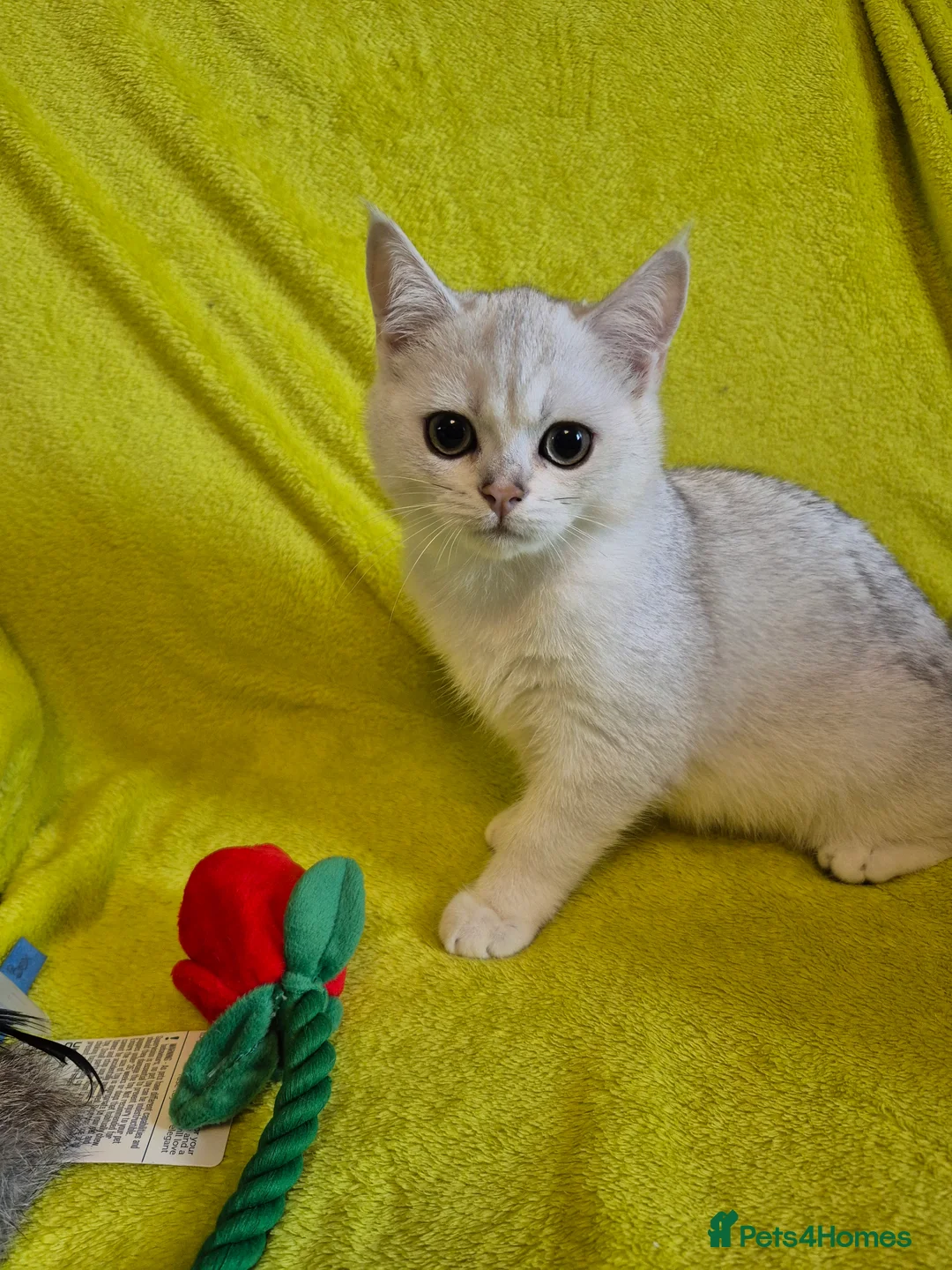 British Shorthair cats for sale: GCCF one boy British silver shorthair - Advert 5