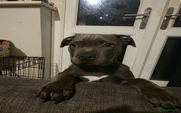 Staffordshire Bull Terrier dogs for sale: Shadow the staff for sale  - Image 1