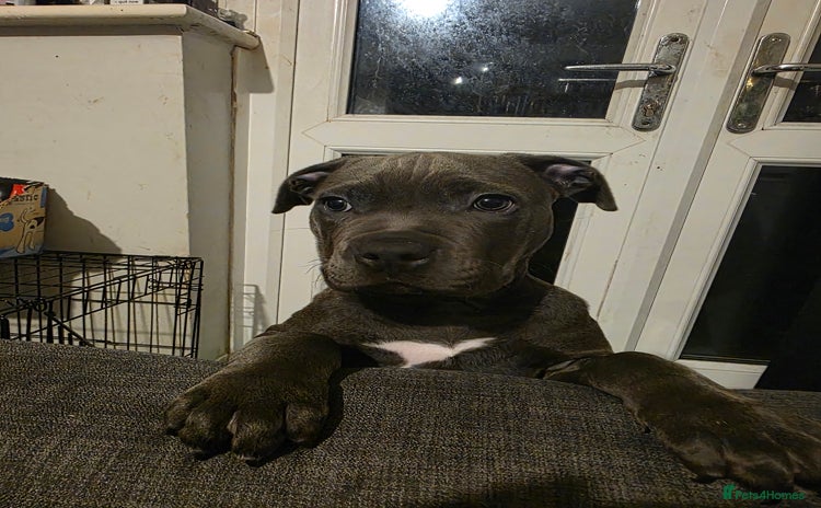 Staffordshire Bull Terrier dogs - Advert 16