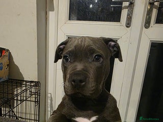 Staffordshire Bull Terrier dogs for sale - Advert 1
