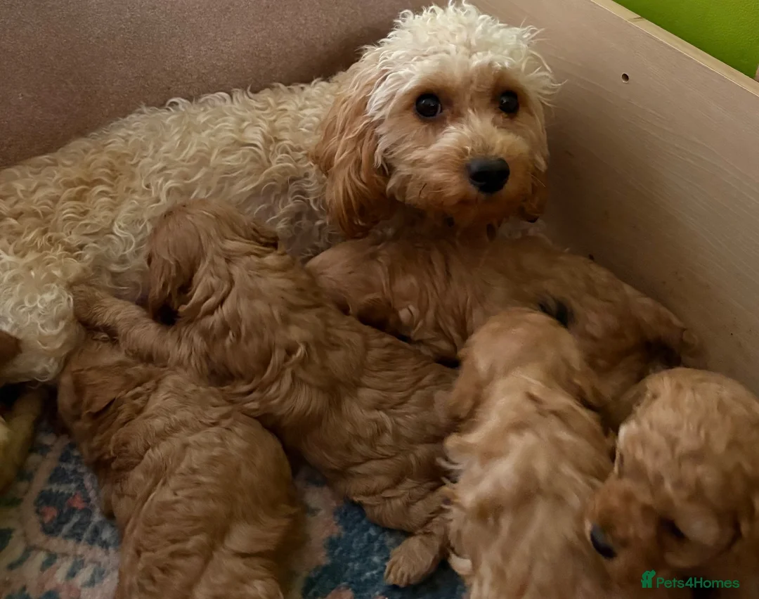Cavapoo dogs for sale: Cavapoo puppies - Advert 1
