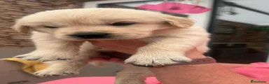 Golden Retriever 7