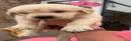 Golden Retriever dogs for sale: Stunning Golden Retriever Puppies  - Advert 10