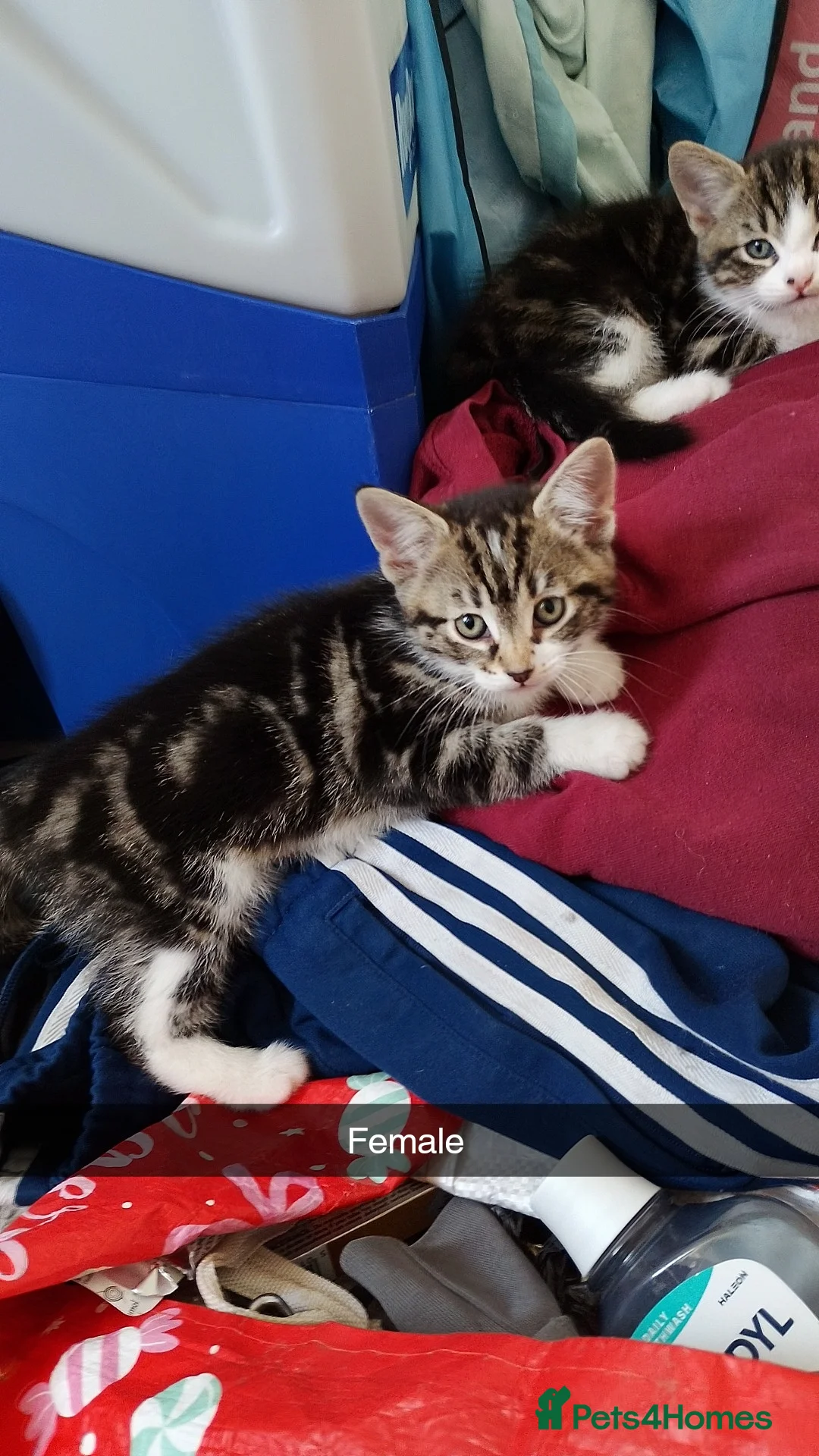 British Shorthair cats for sale: Ready to go  - Advert 2