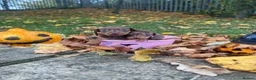 Miniature Dachshund dogs for sale: Miniature Dachshund  - Advert 10