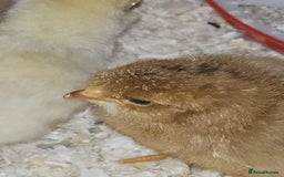 Chickens poultry for sale: Cream legbar chicks  - Image 2