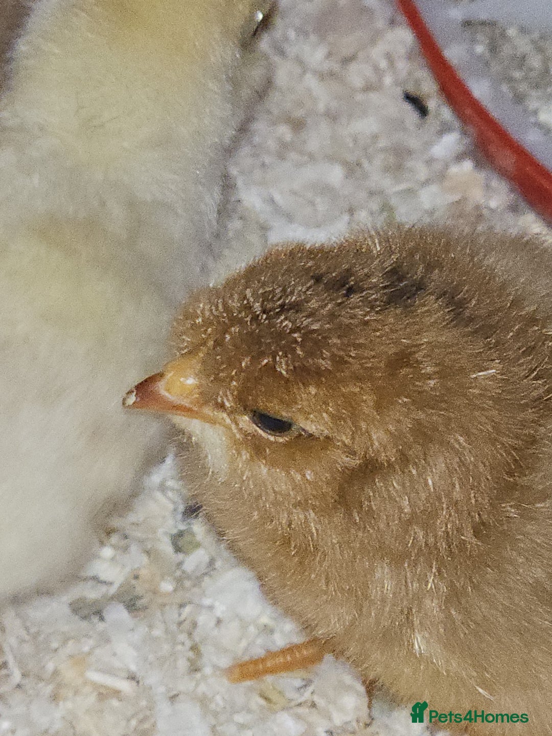 Chickens poultry for sale: Cream legbar chicks  - Image 2