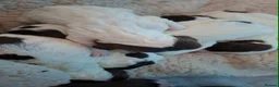 English Springer Spaniel dogs for sale: Bella-rose - Advert 4
