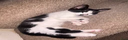Mixed Breed cats for sale: 3 back and white kittens  - Advert 11