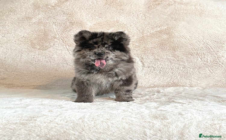 Chow Chow dogs - Advert 1