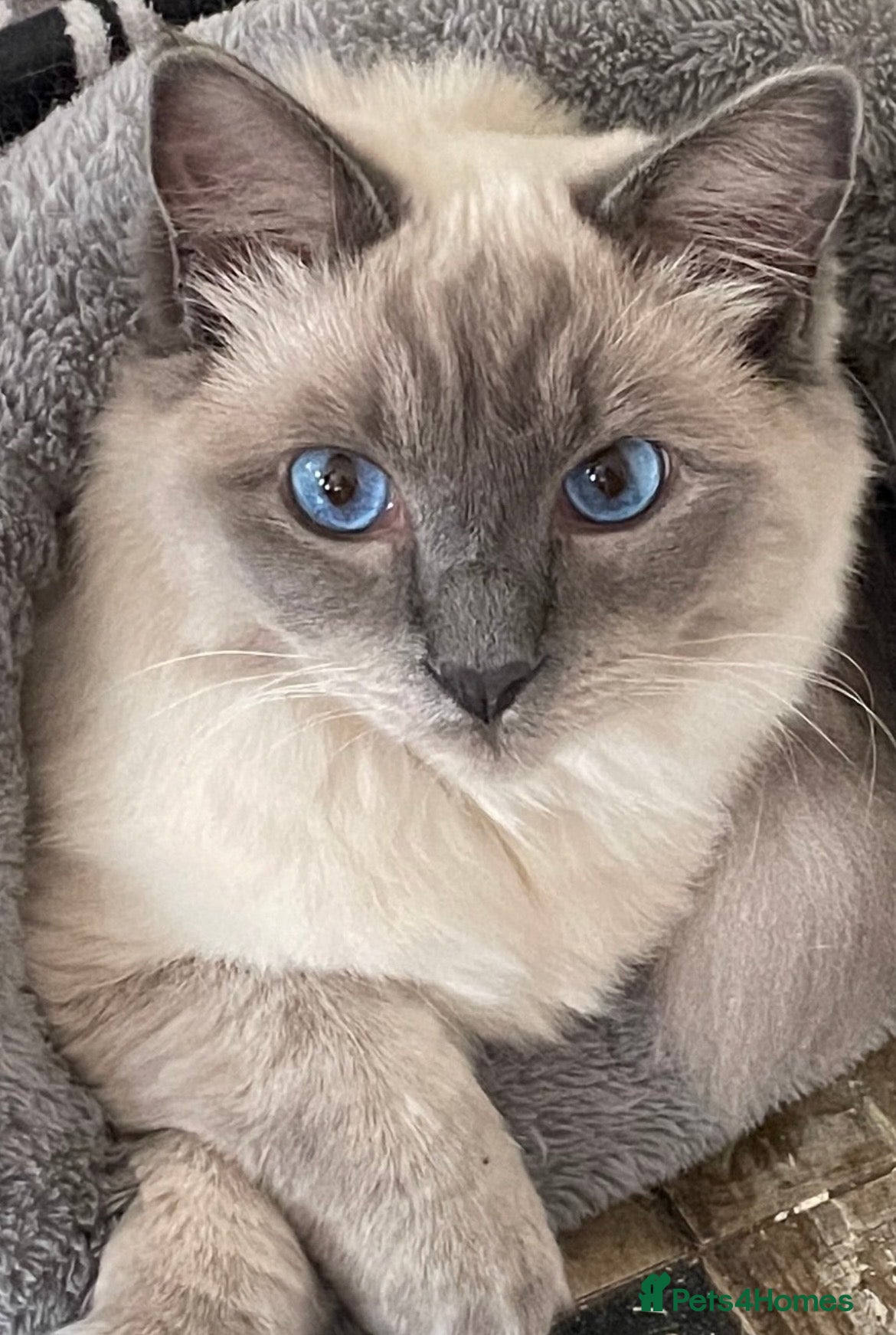 Ragdoll cats Beautiful full breed Male ragdoll cat - Advert 2