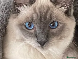 Ragdoll cats Beautiful full breed Male ragdoll cat - Advert 1