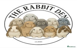 Mini Lop rabbits for sale: Mini Lops Available to Reserve 🐰 - Image 2