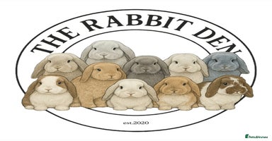 Mini Lop rabbits - Advert 3