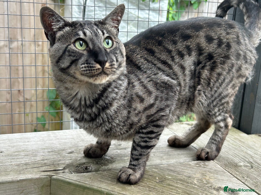 Savannah cats for sale: Retired F5 Silver Savannah boy with black nose - Image 2