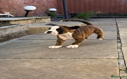 Boxer dogs for sale: Quality Boxer Puppies - Image 11