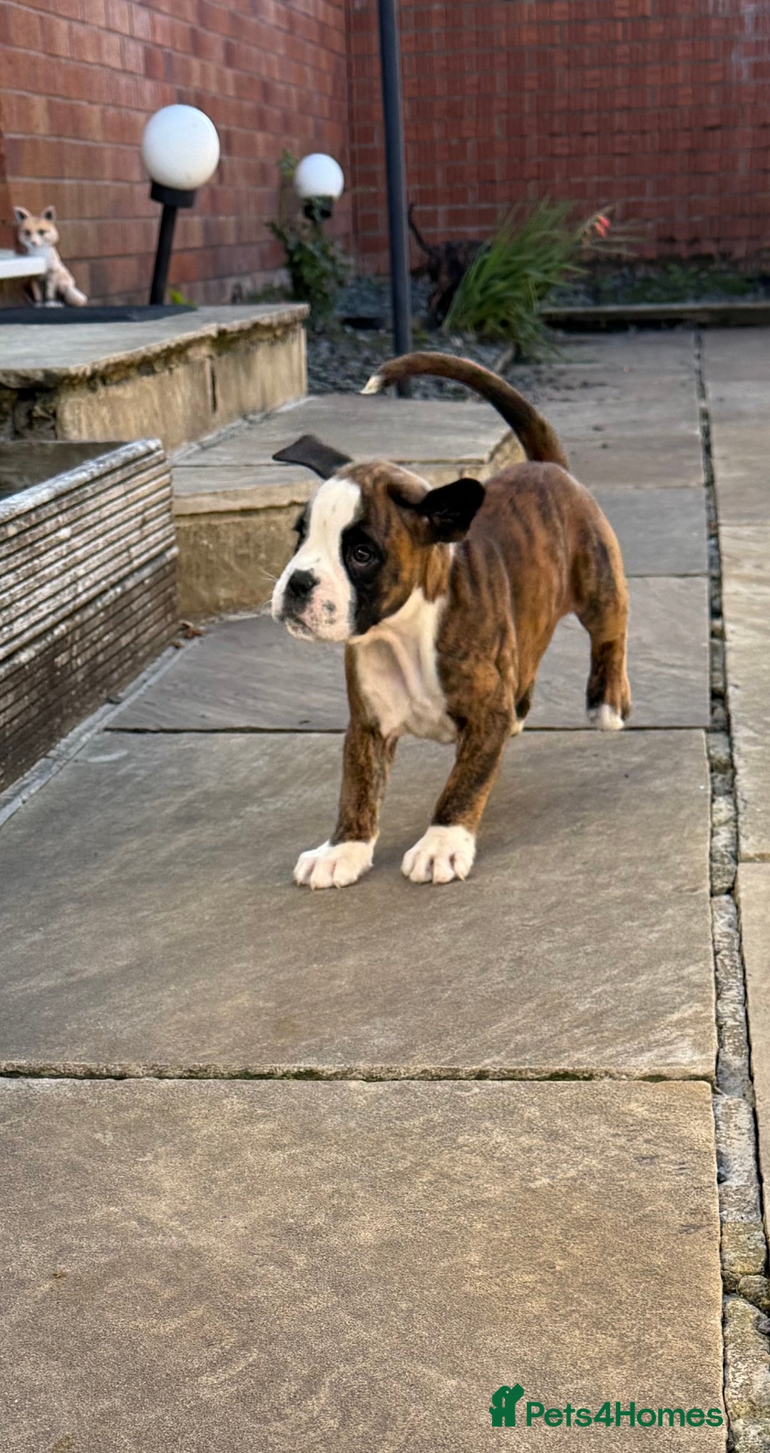 Boxer dogs for sale: Quality Boxer Puppies - Image 11