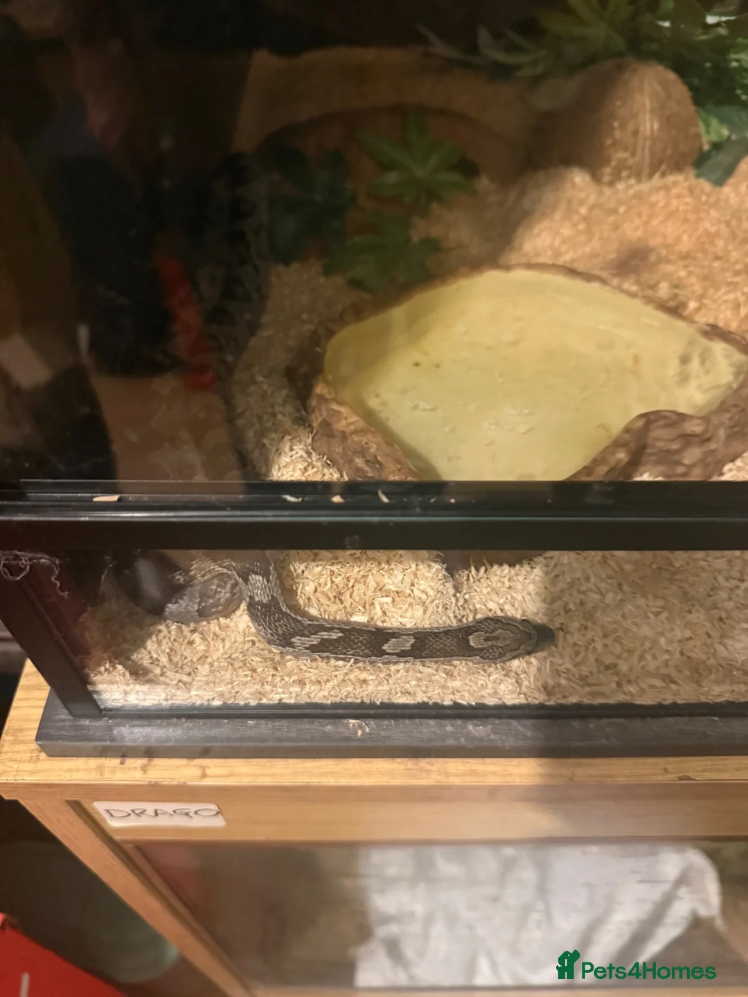 Corn Snake reptiles for sale: Corn snake for sale - Advert 3