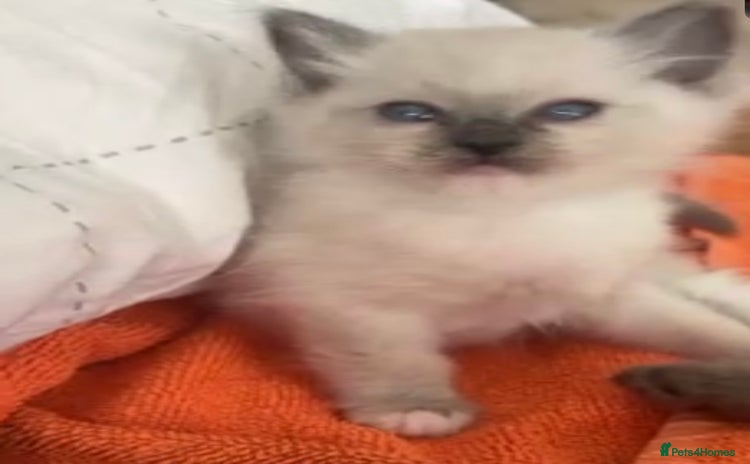 Ragdoll cats - Advert 2