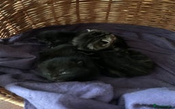 Mixed Breed cats for sale: 3 beautiful kittens for sale - Image 5