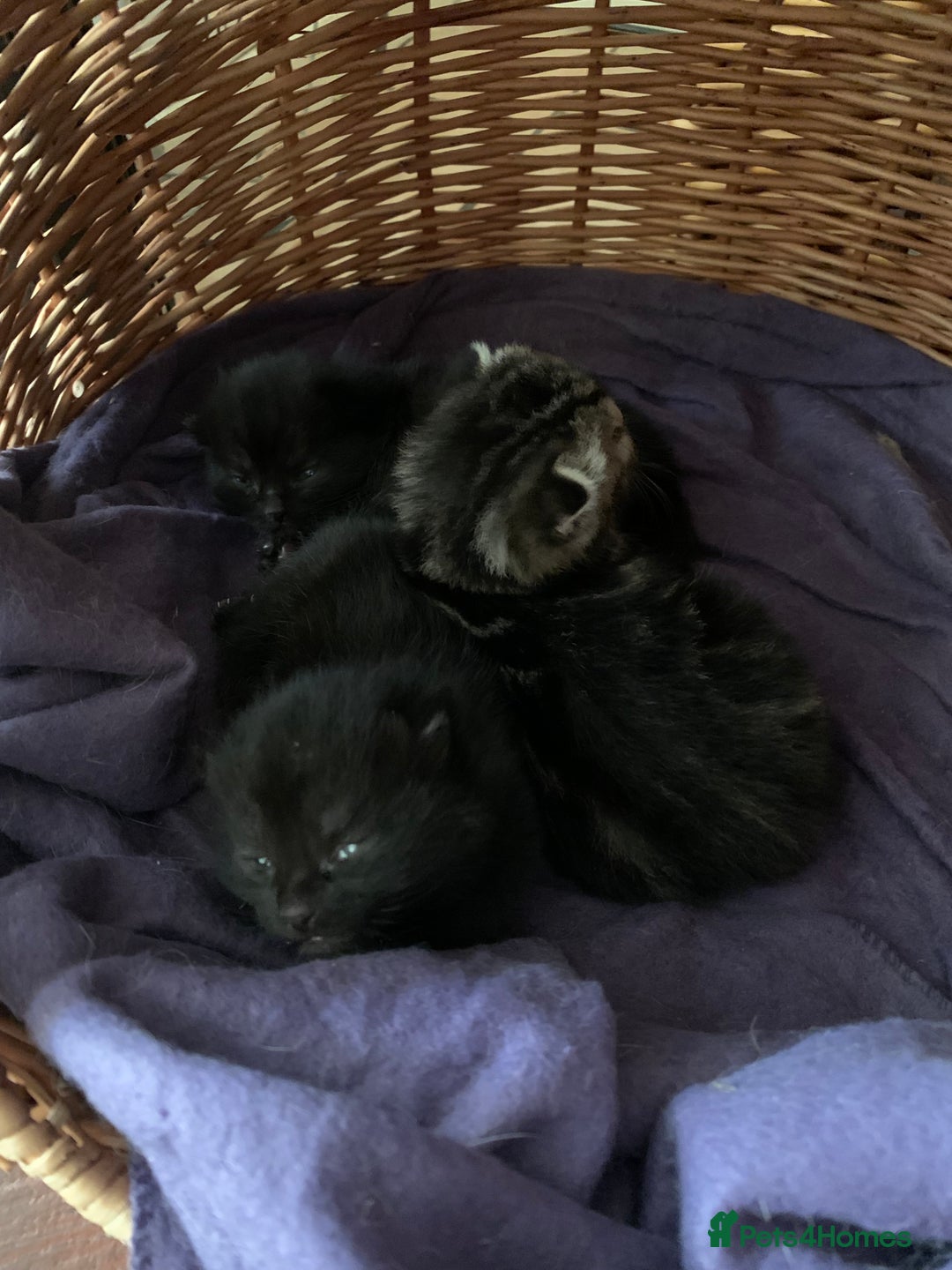 Mixed Breed cats for sale: 3 beautiful kittens for sale - Image 5