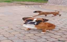 Boxer dogs for sale: Stunning kc registered boxer pups - Image 25