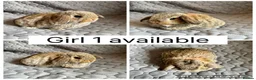 Mini Lop rabbits for sale: 5 beautiful baby mini lops ready to reserve - Advert 4