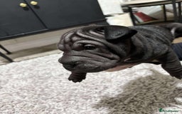 Shar Pei dogs for sale: Bone mouth sharpies  - Image 6