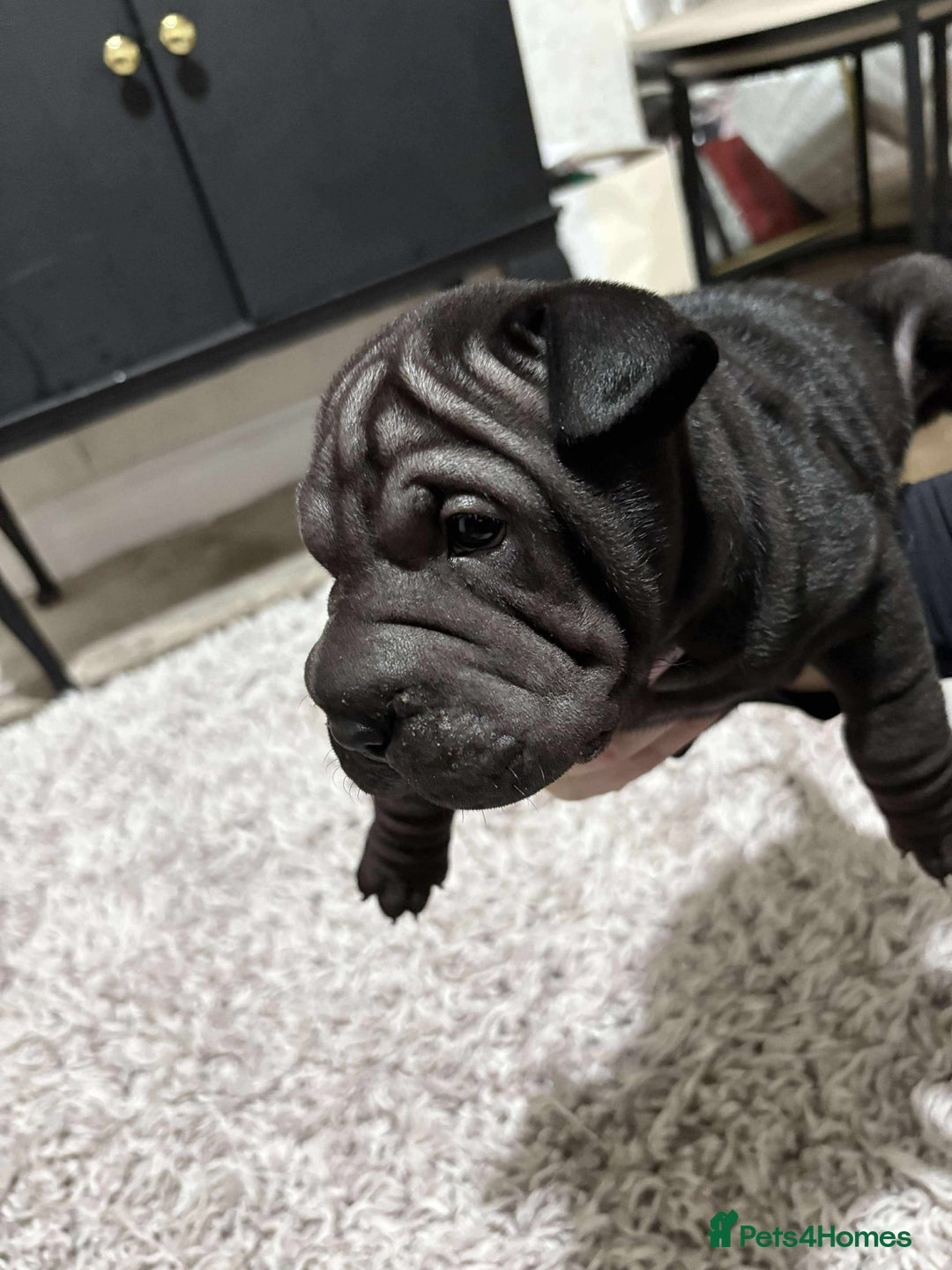 Shar Pei dogs for sale: Bone mouth sharpies  - Image 6