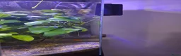 Platies fish for sale: Fish plus tank in Exmouth - Advert 3