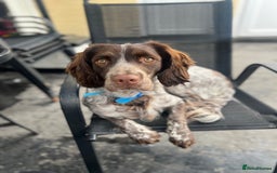 Sprocker dogs for sale: Sprocker spaniel  - Image 2