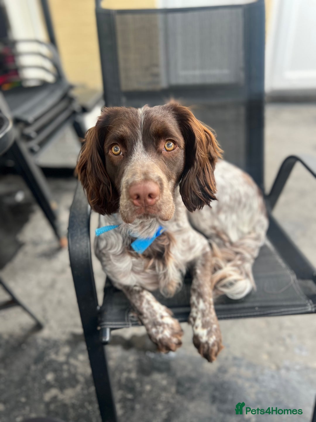 Sprocker dogs for sale: Sprocker spaniel  - Image 2